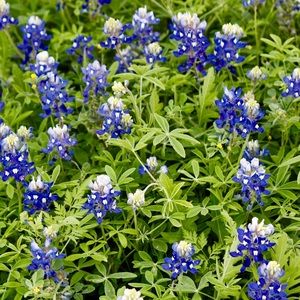 Meet your Posher, Jerri lynn